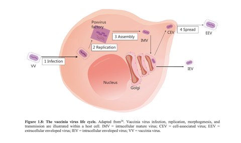 Live cell imaging of tumour cells infected with oncolytic virus