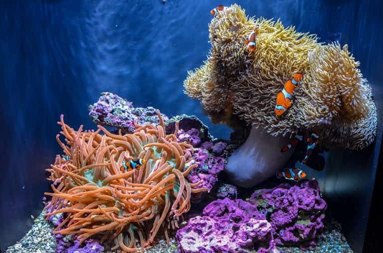 Seattle Aquarium - Things to do in Seattle with Kids