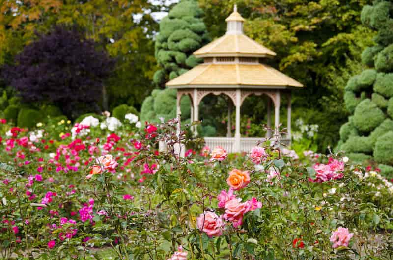 Seattle Rose Garden - Romantic Things to do in Seattle