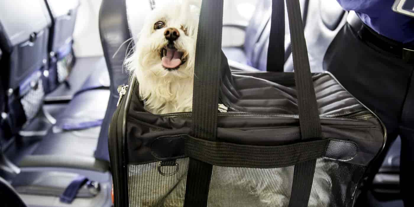 Copa Airlines Pet In Cabin Policy