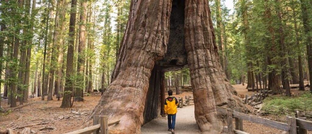 Giant Sequoias Hike, San Francisco