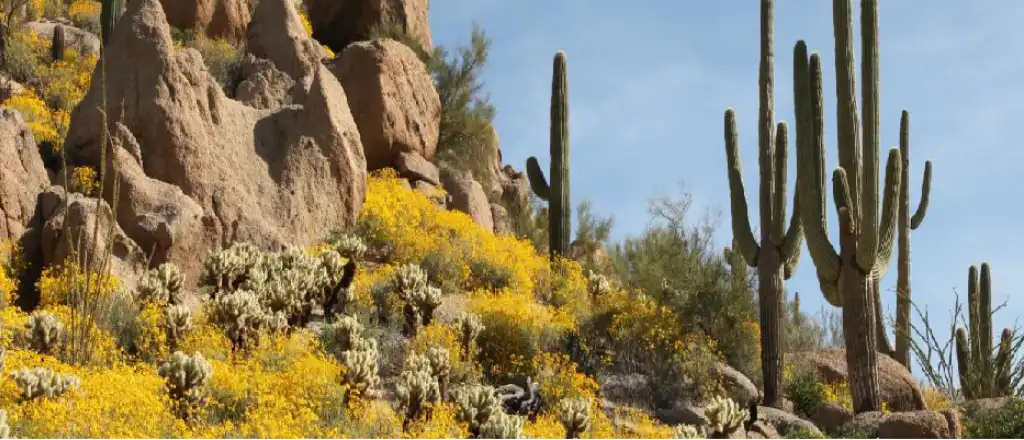 Trip to Arizona in the Spring Season