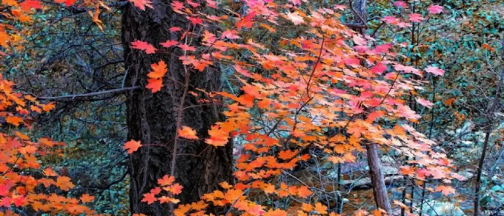 In Fall, Going to Arizona