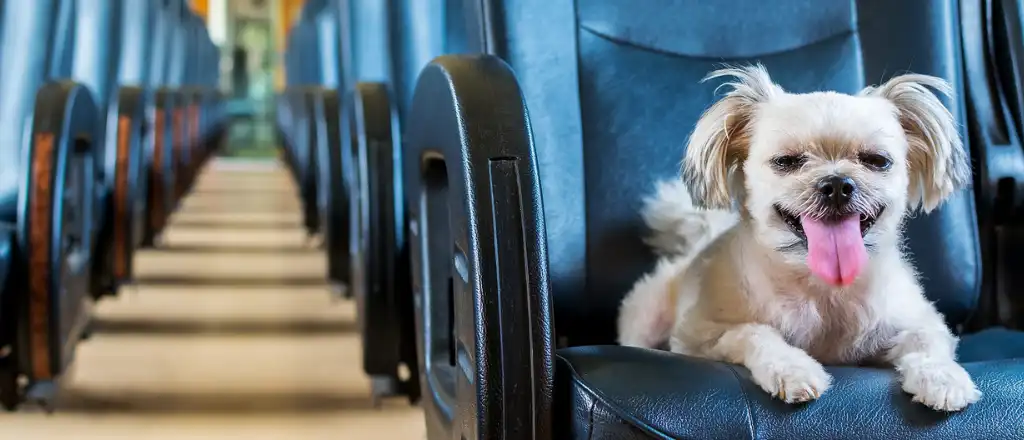 KLM Pet Travel Policy