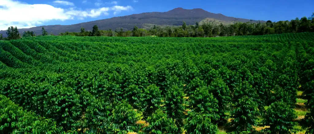 coffee of Kona in hawaii