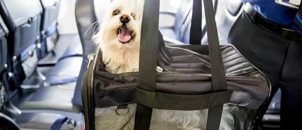 What is the Fee for Carrying a Pet In-Cabin?