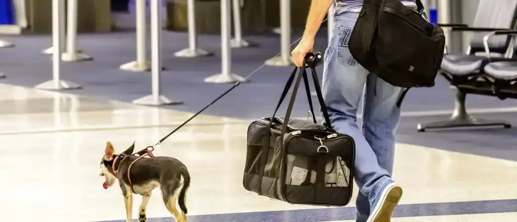 Southwest Pet Carrier Rules