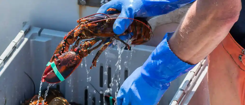 Offshore Maine for Lobsters in maine