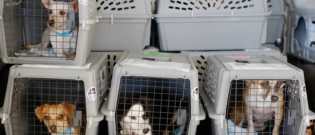 British Airways Pet in carrier