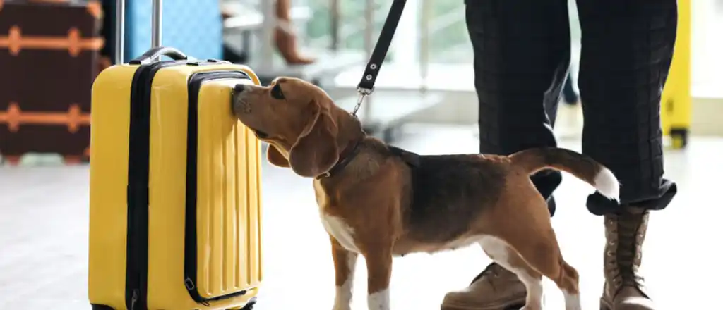 Icelandair Pet Carrier Size and Weight