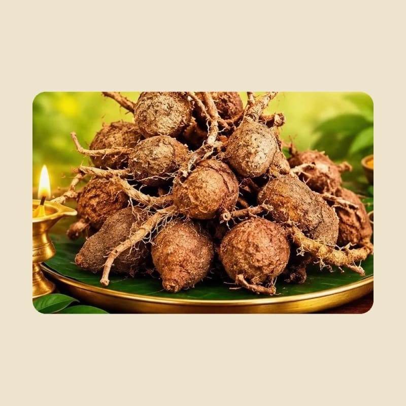 Agasa Garuda Kizhangu (Whole Root) on a warm ivory background