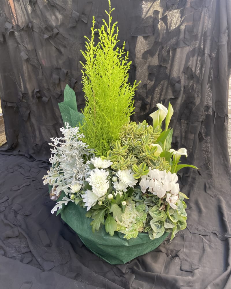 Composition de plantes vertes d'intérieur proposée par L'Or en Fleur à Chamalières.