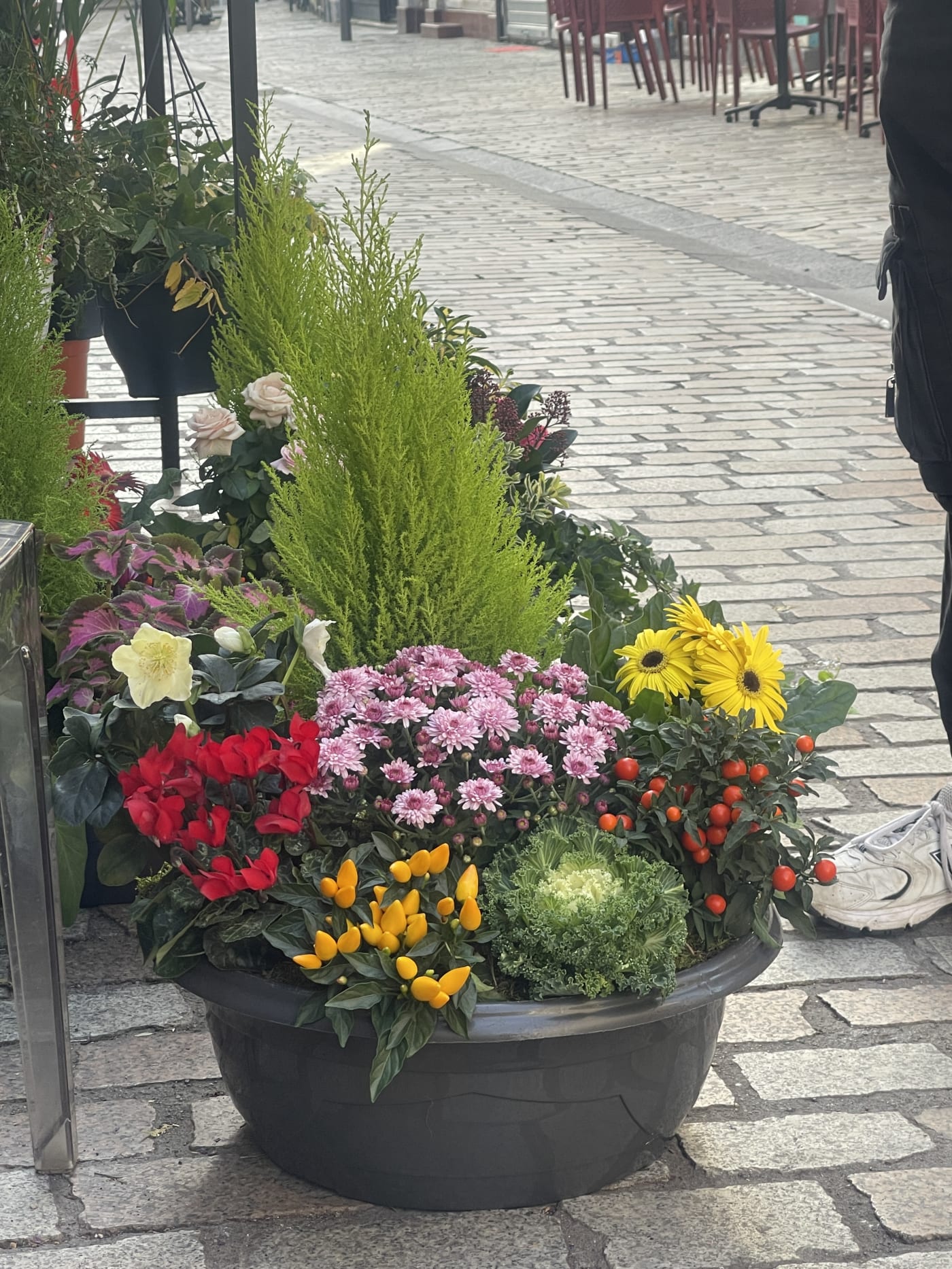 Jardinière de plantes fleuries sélectionnée par L'Or en Fleur à Clermont-Ferrand.
