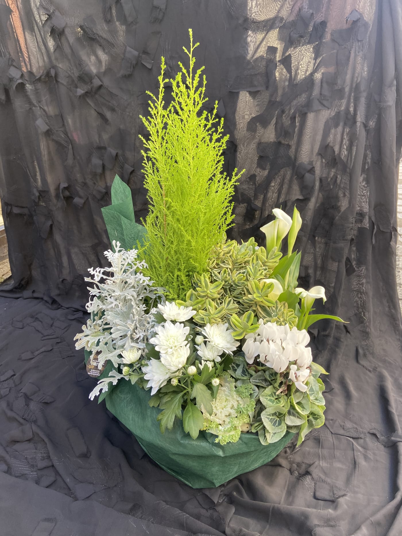 Composition de plantes vertes d'intérieur proposée par L'Or en Fleur à Chamalières.