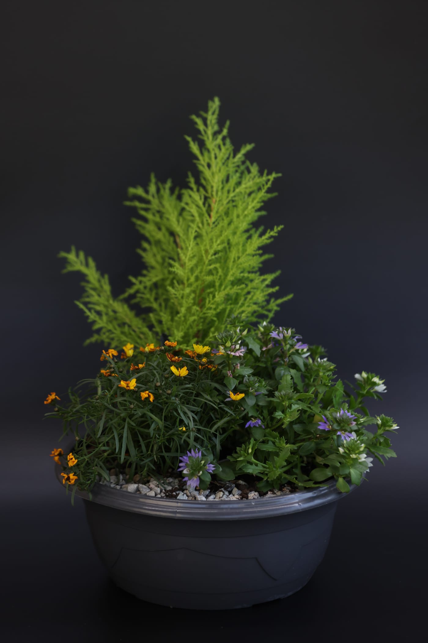 Coupe de plantes d'intérieur fleurie préparée par L'Or en Fleur à Chamalières.