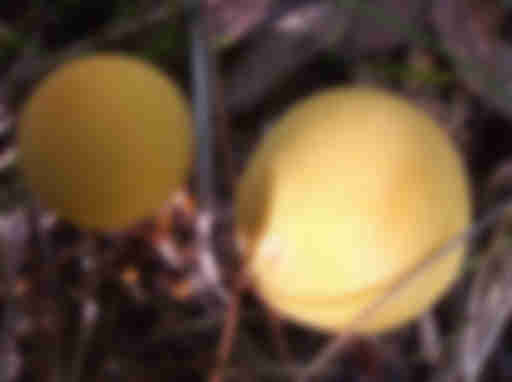Lycoperdon flavotinctum