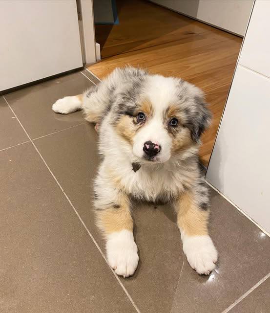 Ace, a Blue merle Australian Shepherd