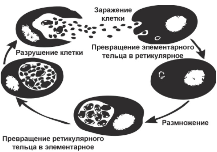 Элементарные тельца хламидий. Жизненный цикл хламидий схема. Цикл внутриклеточного развития хламидий. Схема жизненного цикла хламидии. Стадии цикла развития хламидий.