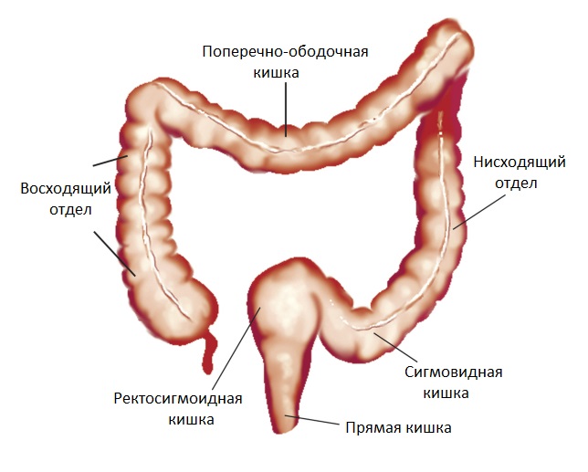 Длина слепой кишки