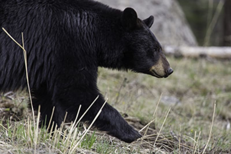Big Bear