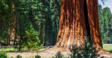Sequoia National Park