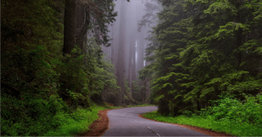 Redwood National Park