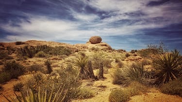 Joshua Tree
