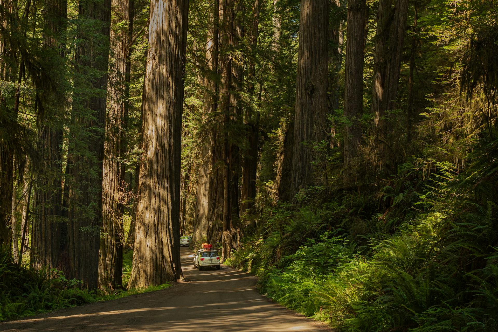 Redwood National Park RV Rentals