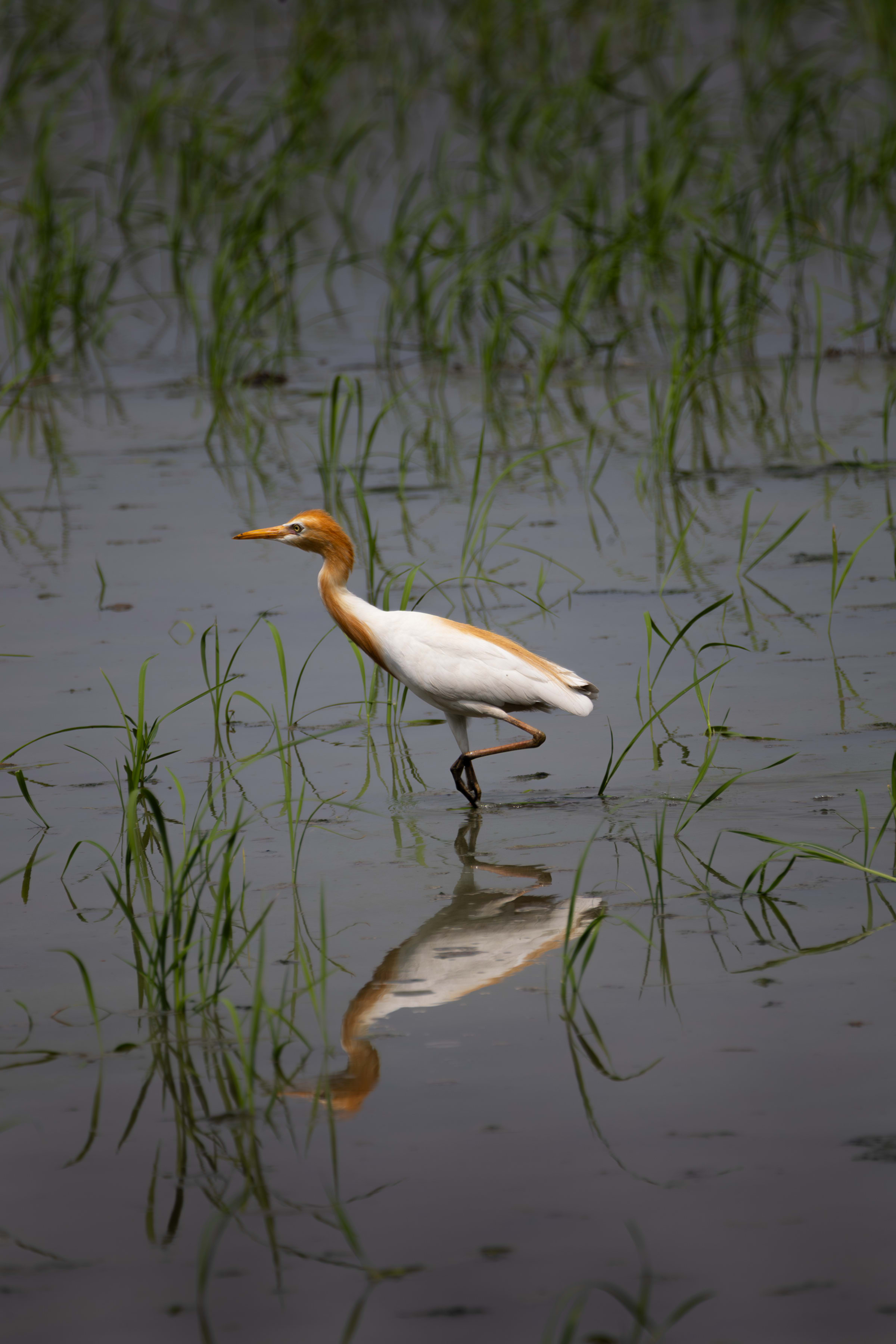 Egret in time by Aashutosh Vyas