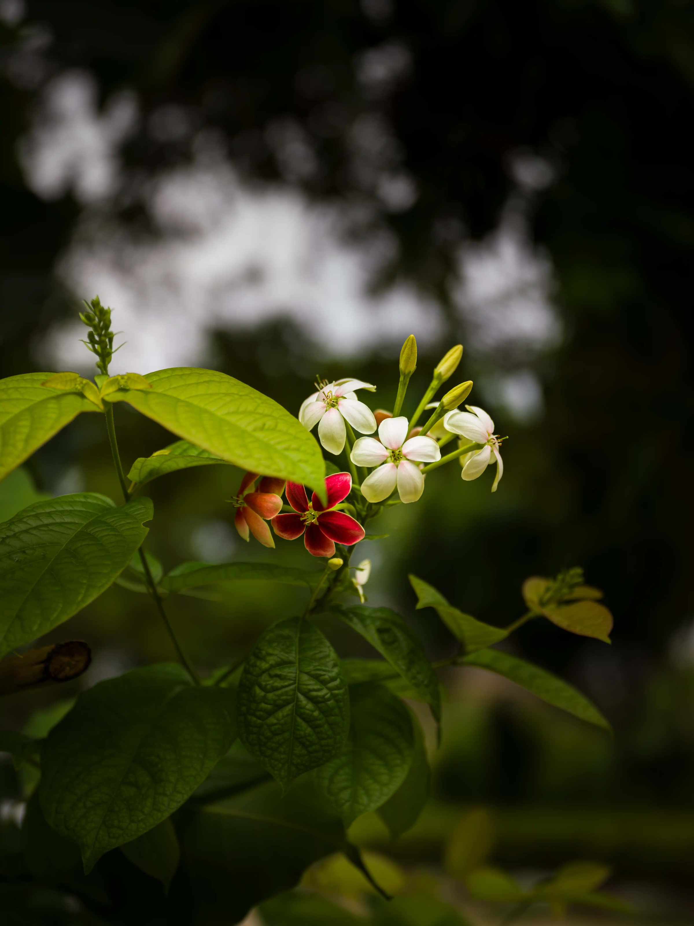Vrindavan Flowers