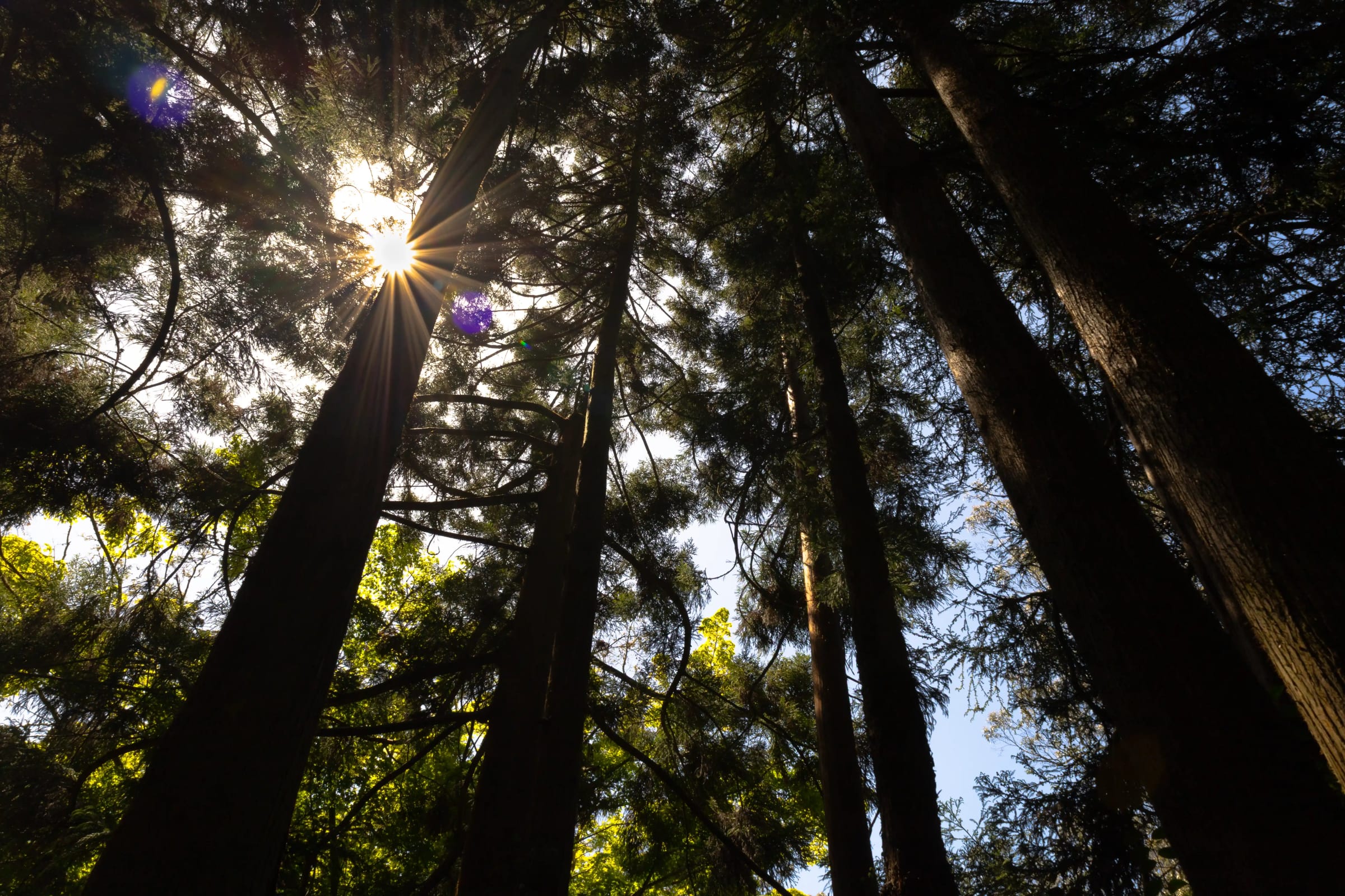 Tea Garden Trees
