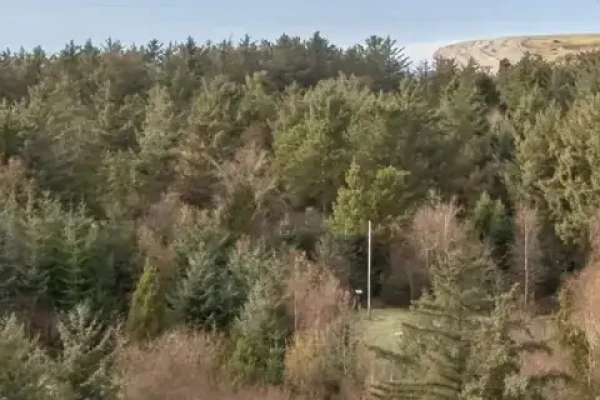 Skovvej 7