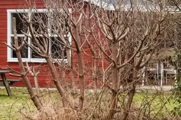 Fyrrevej 47
