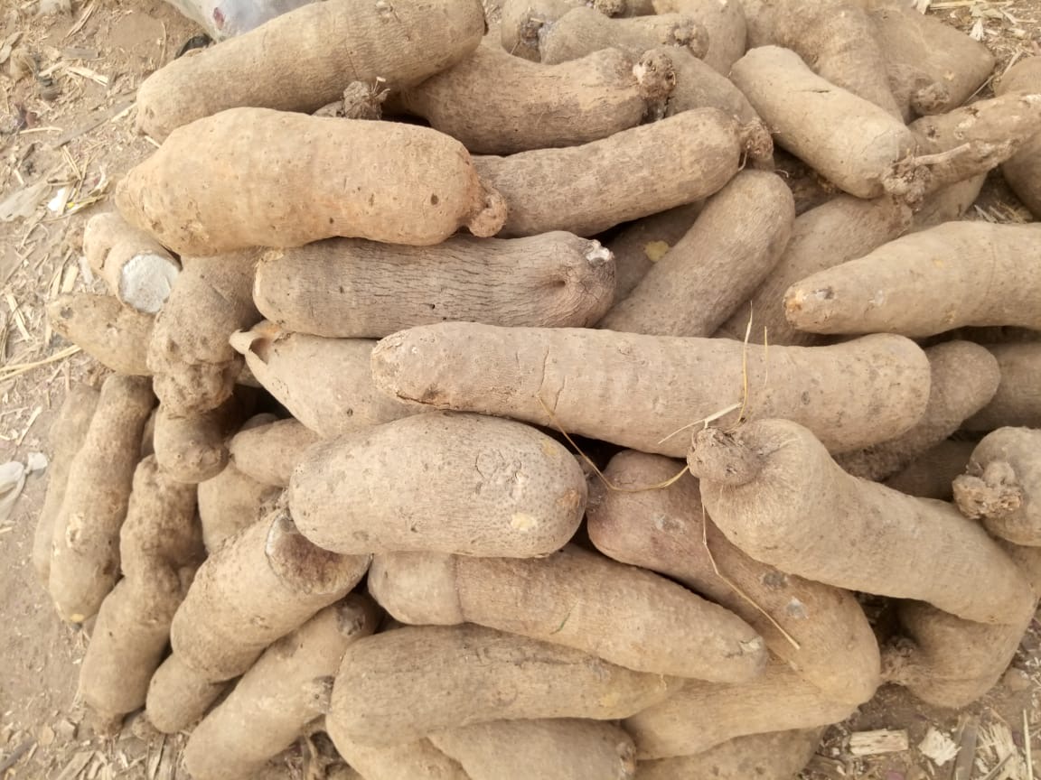 Yam