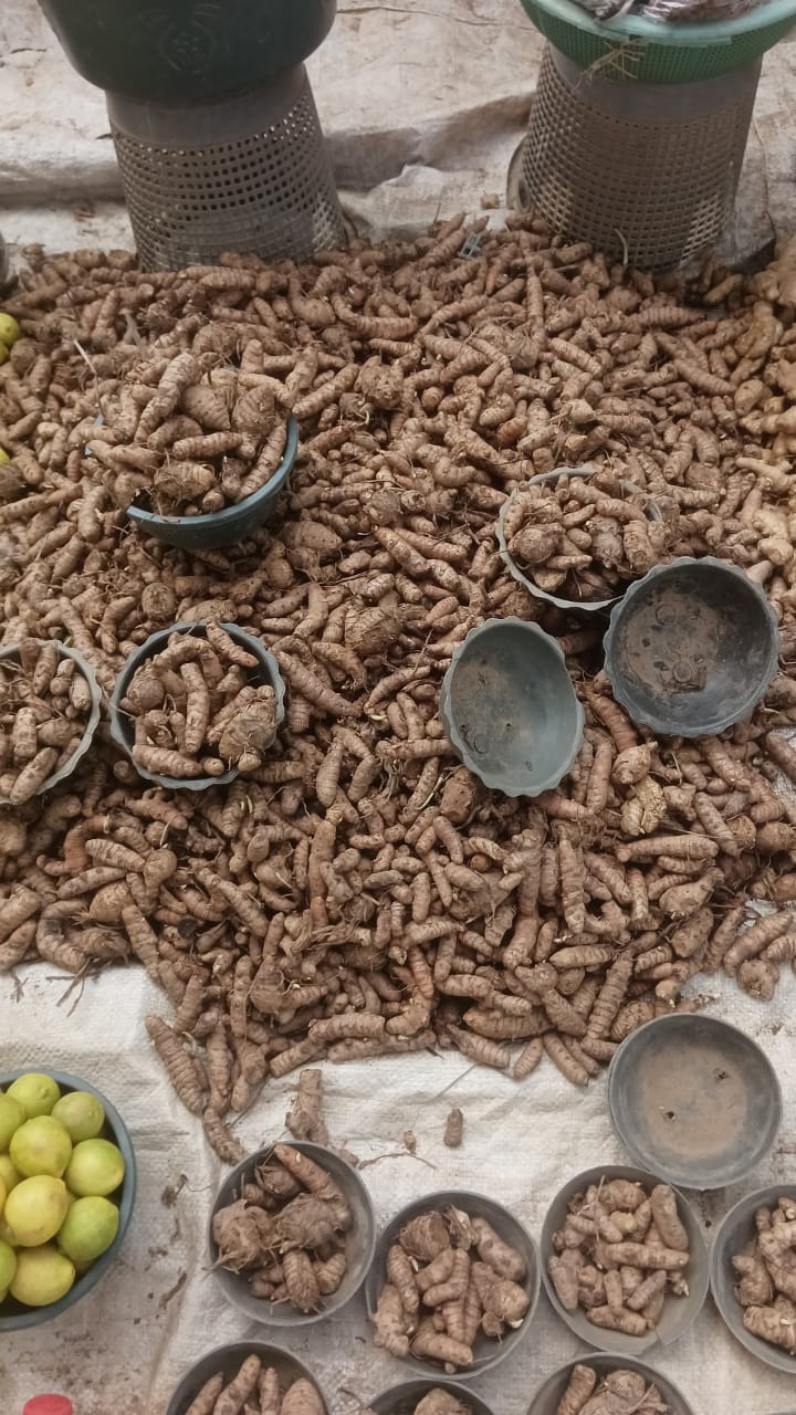 turmeric fingers