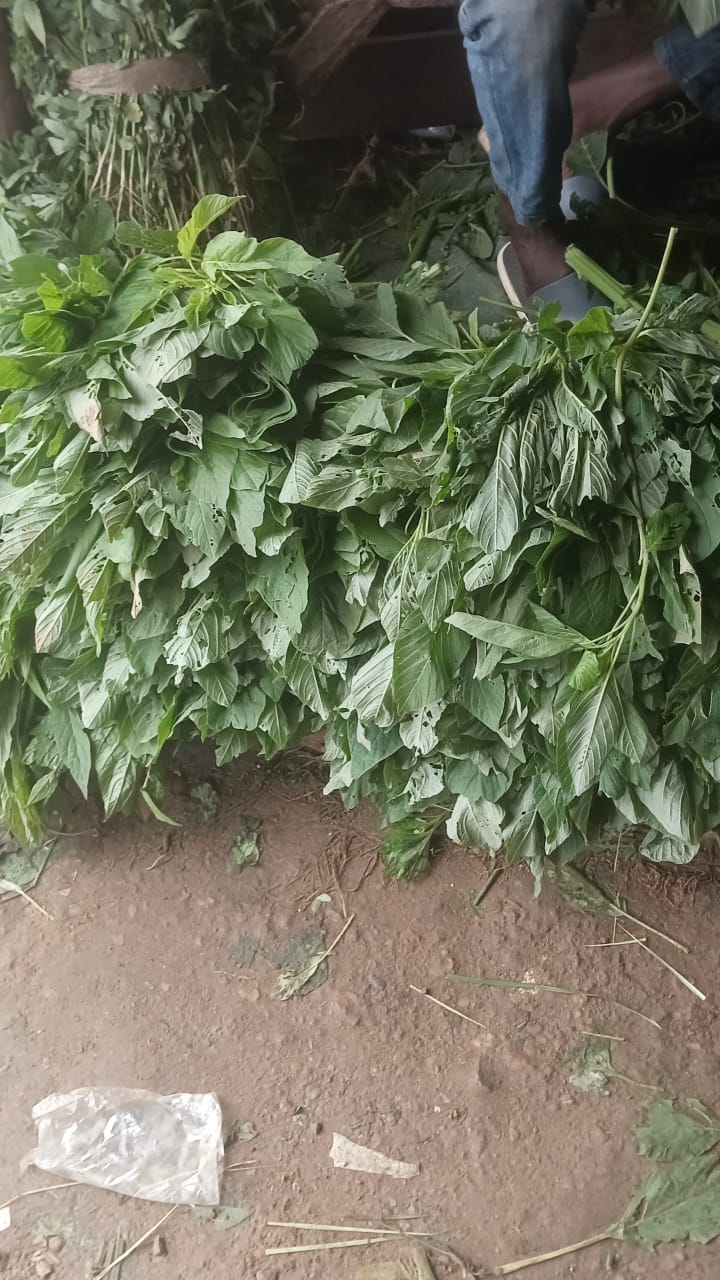 Green leaf