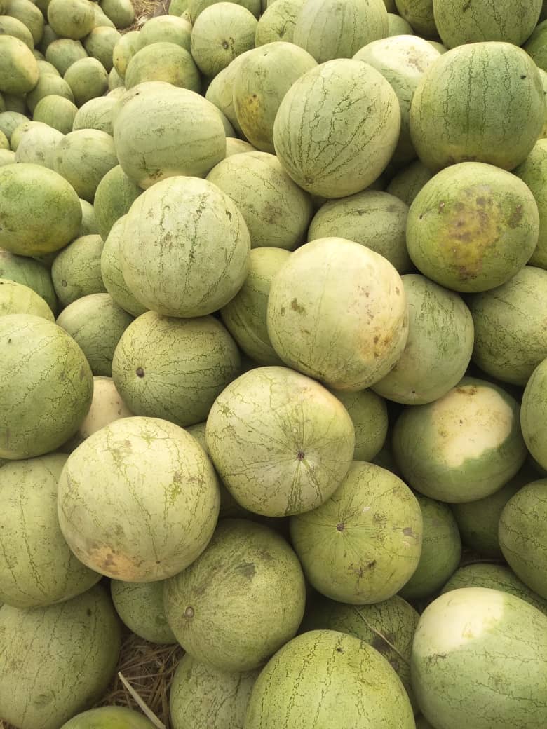 Watermelon