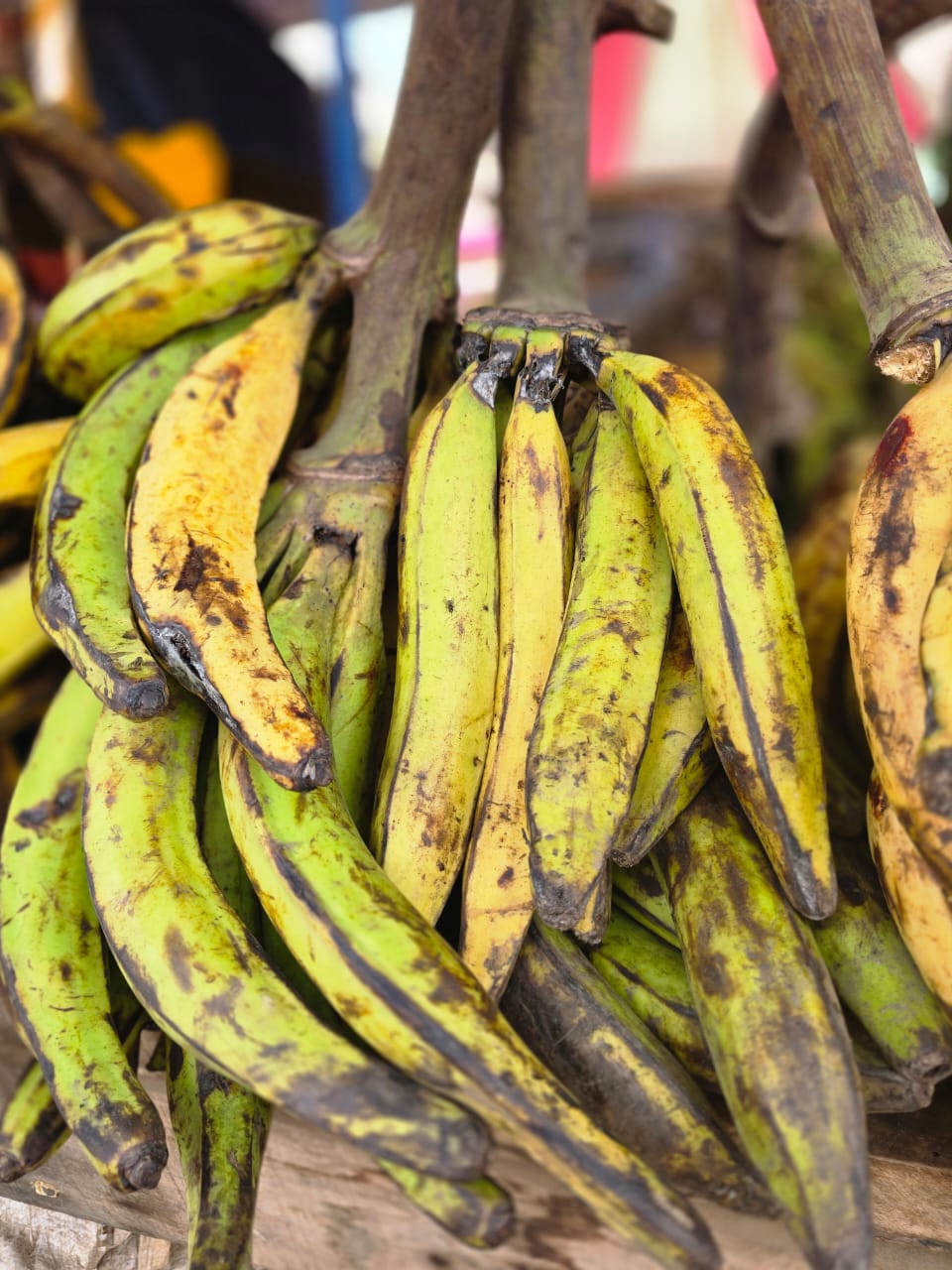 Plantain