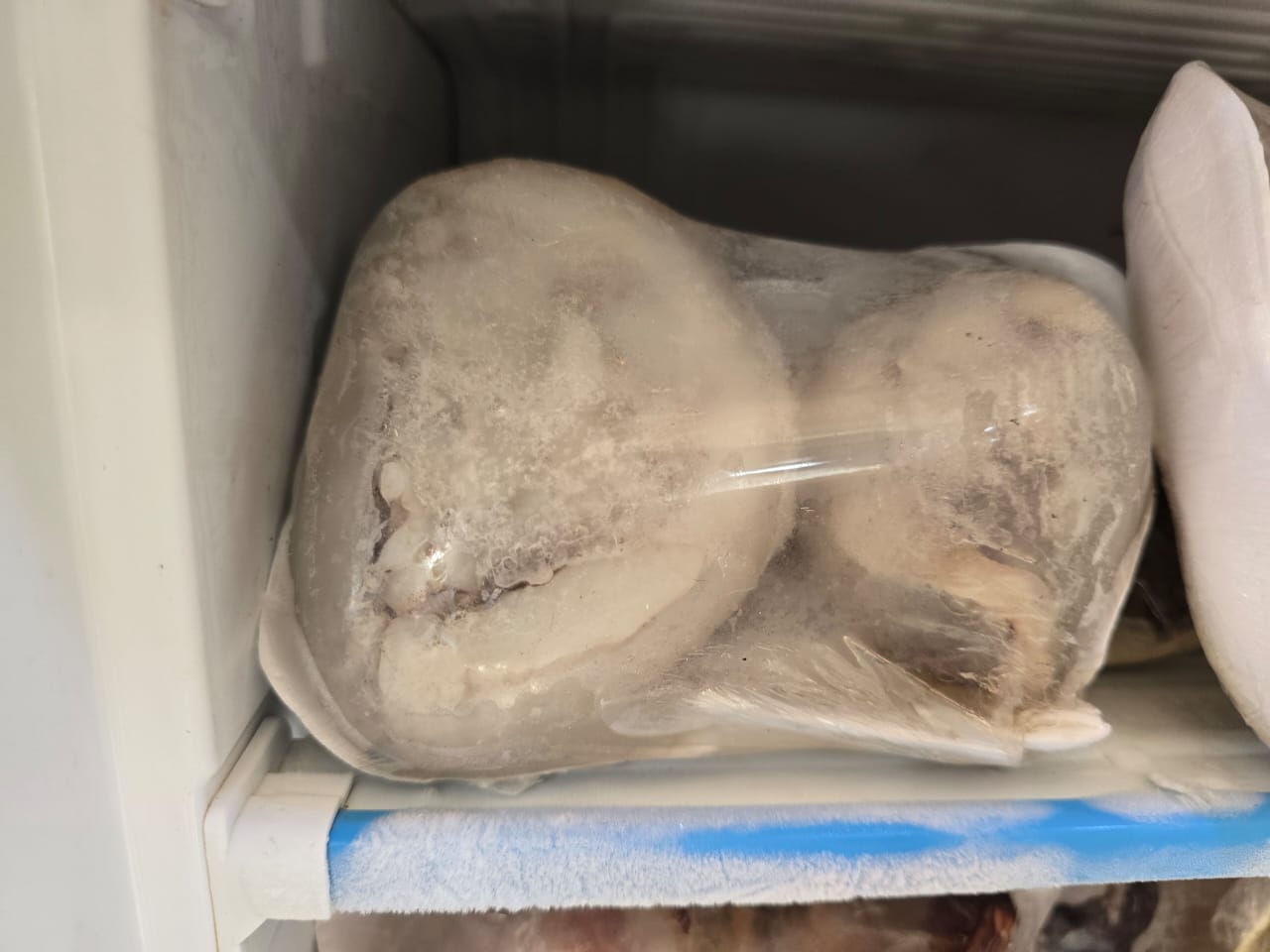 Calamari