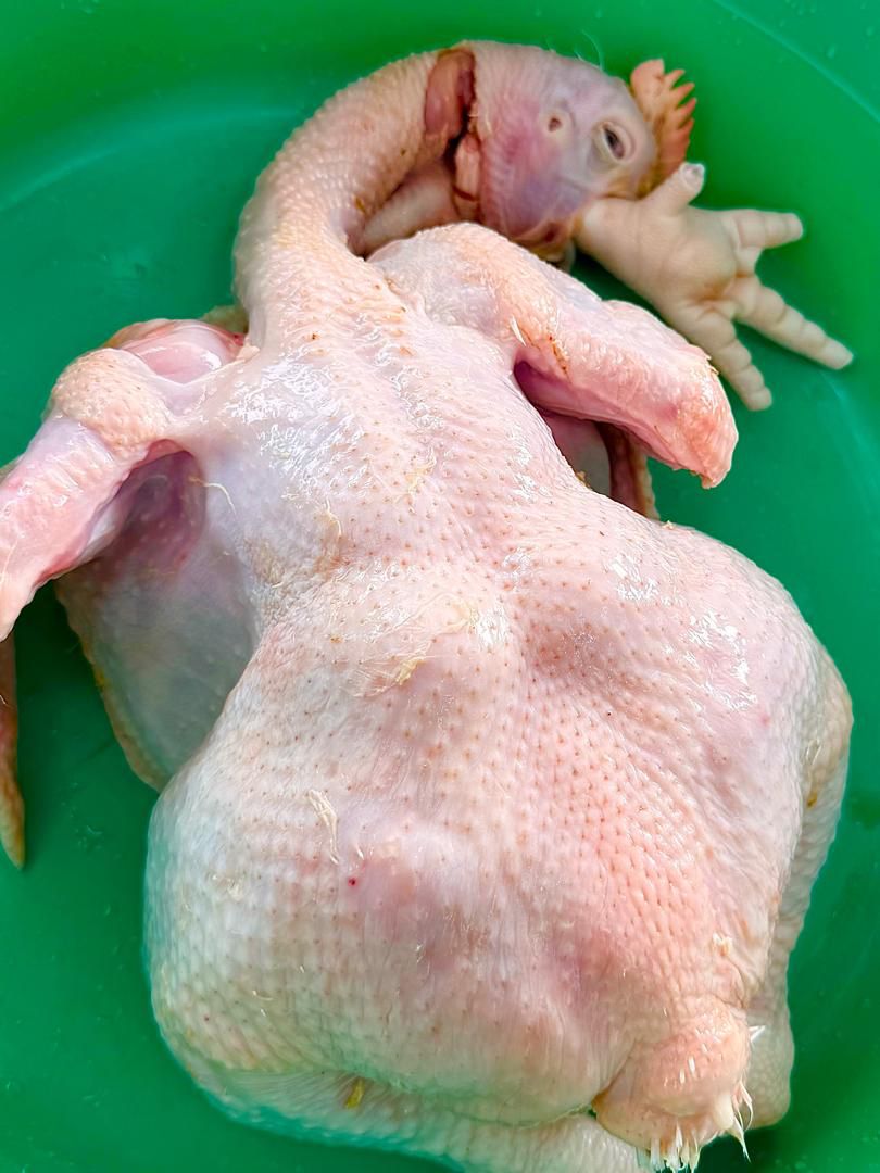 Full Live Chicken (broiler)