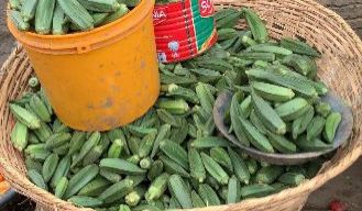 Okra