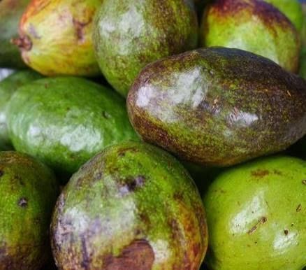 Avocado