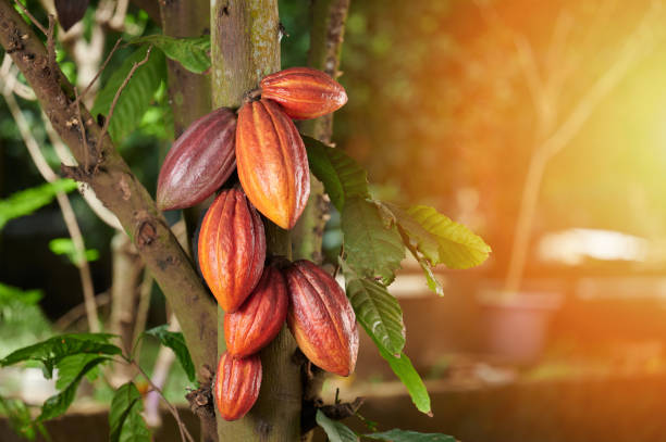 Premium Cocoa Beans