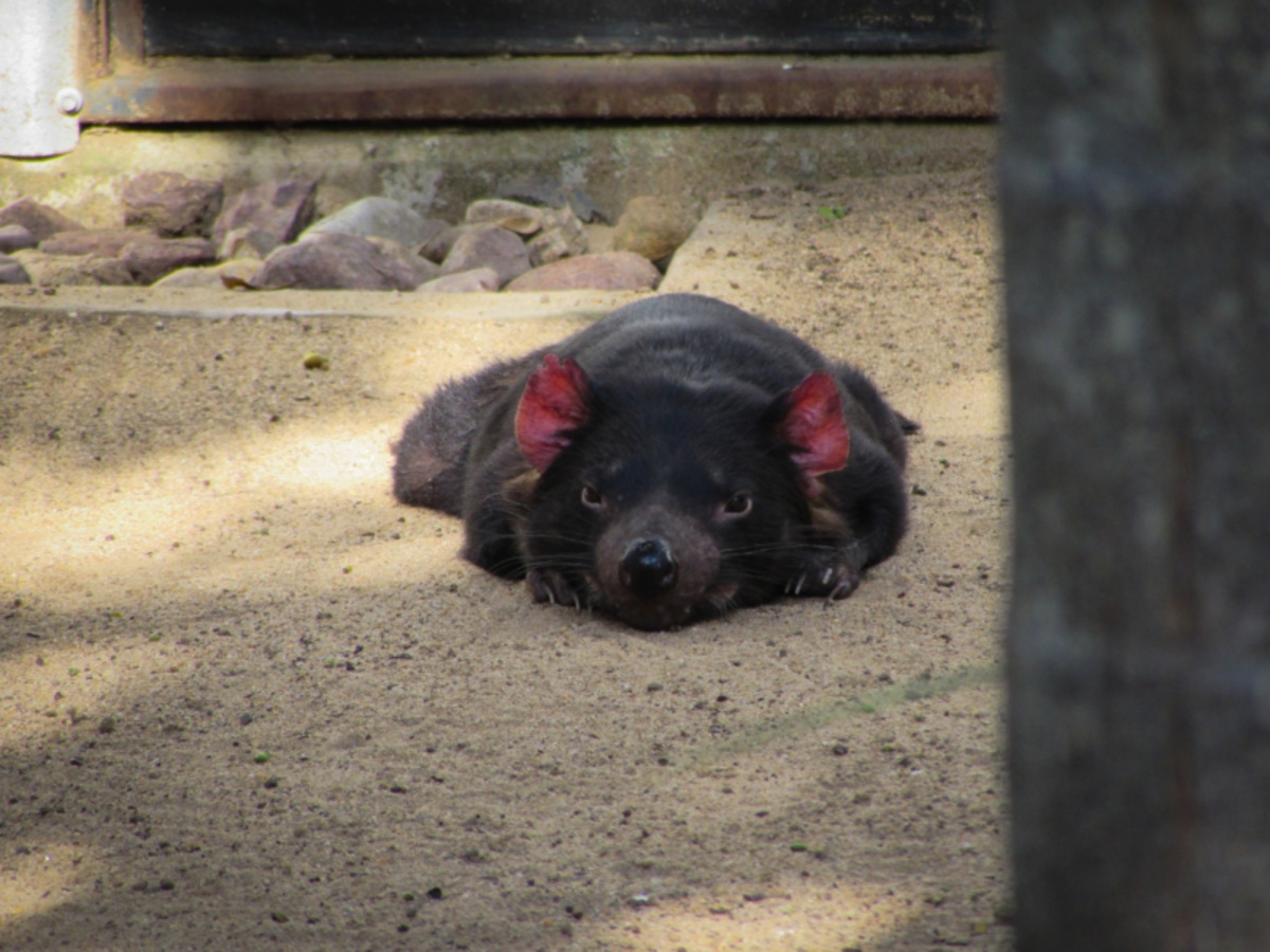 Devil of Tasmania