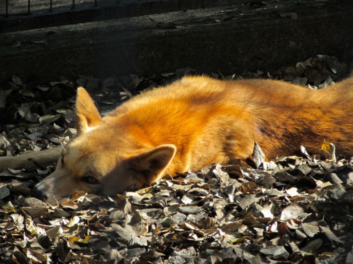 Dingo