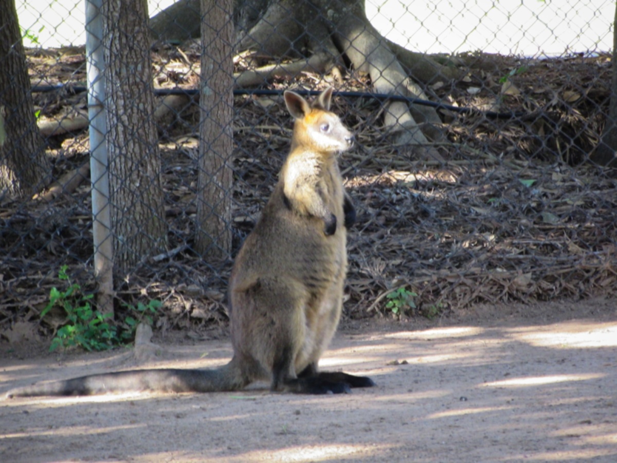 Startled Wallaby