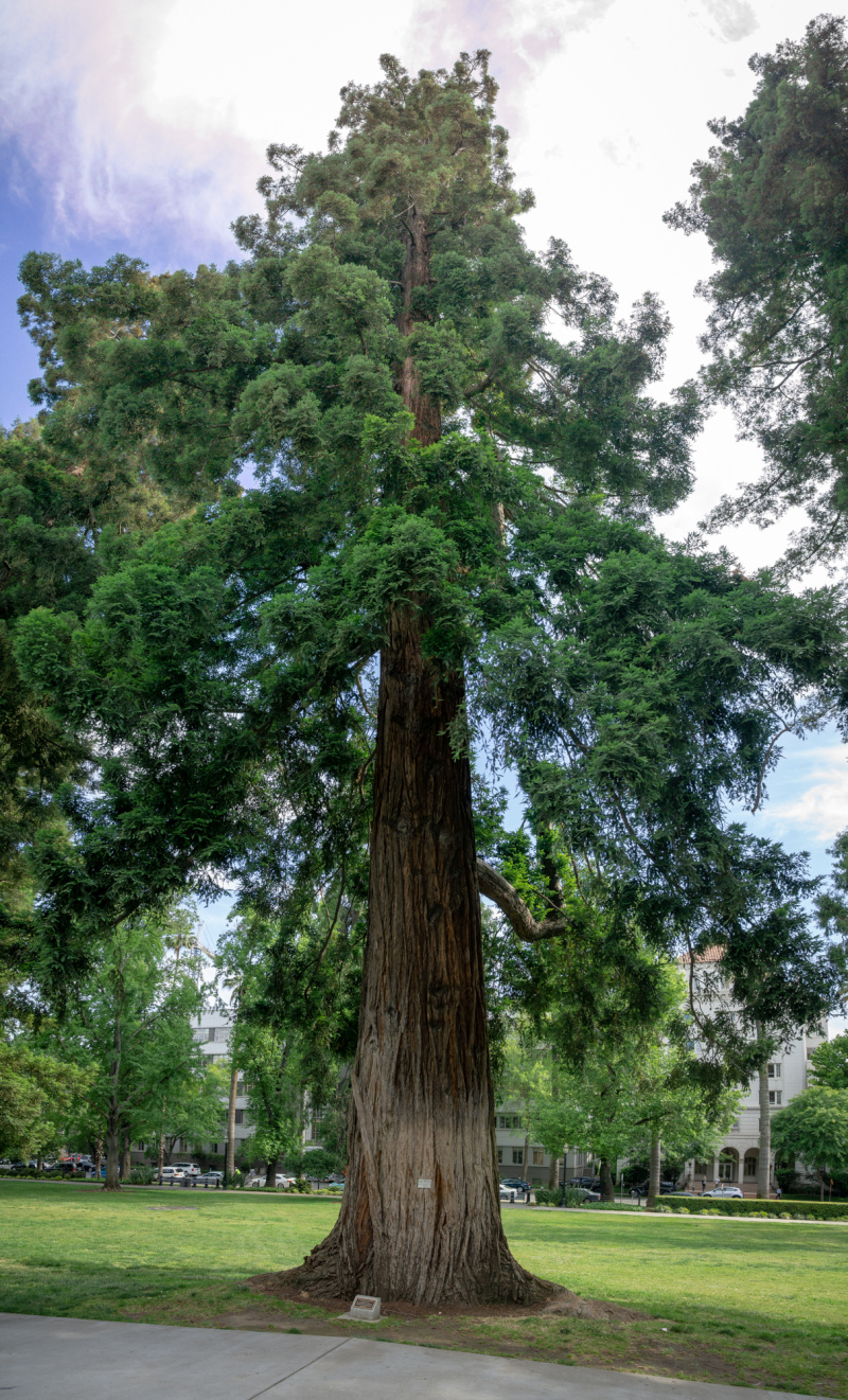 Absolutely massive Redwood