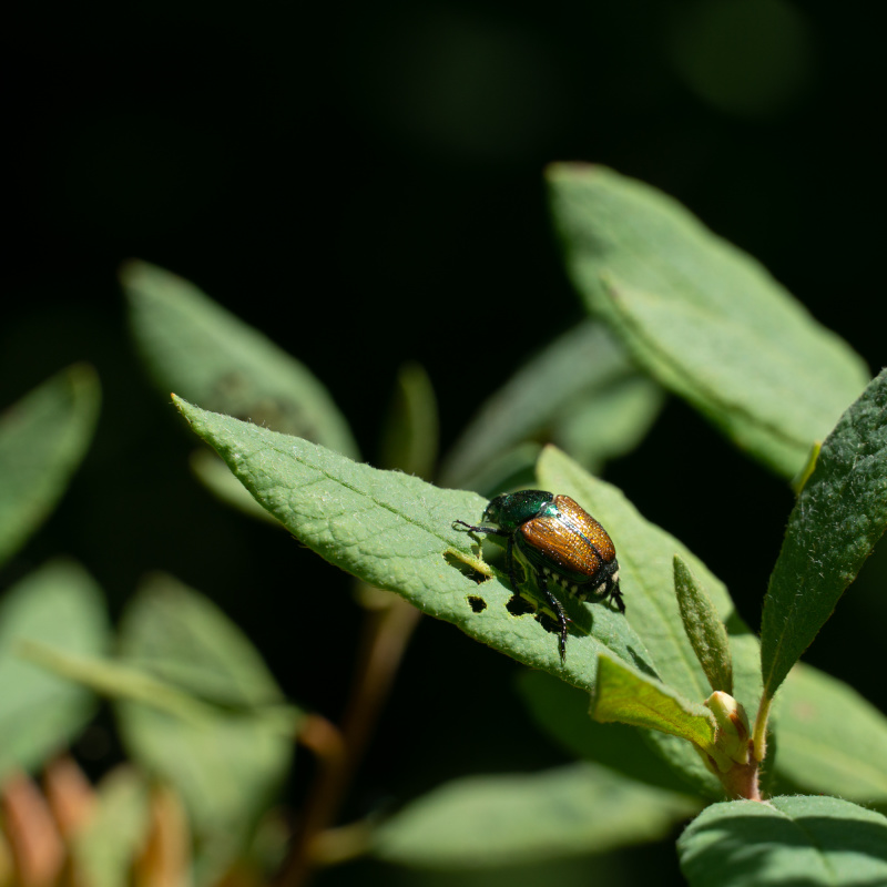 Golden bug in the gardens