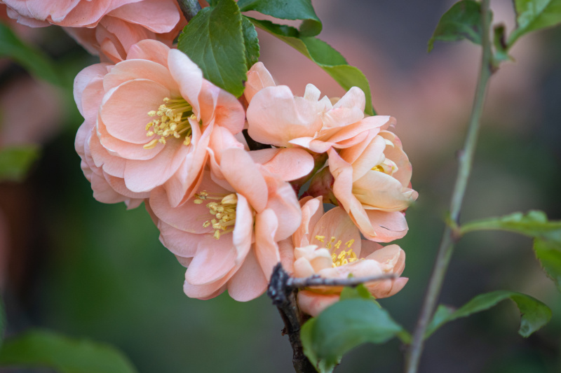 Pretty flowers around the Public Garden