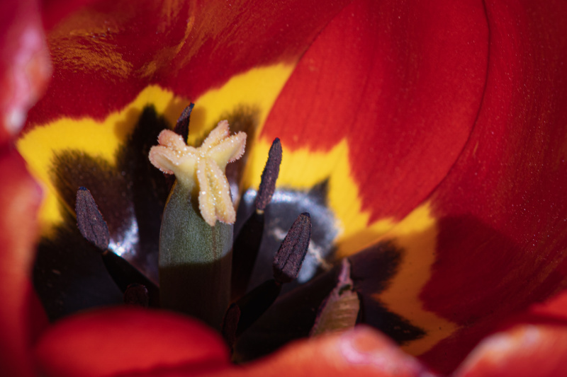 Inside a Tulip